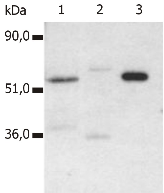 Anti-CD4 Monoclonal Antibody (Clone:MEM-115)-Azide free